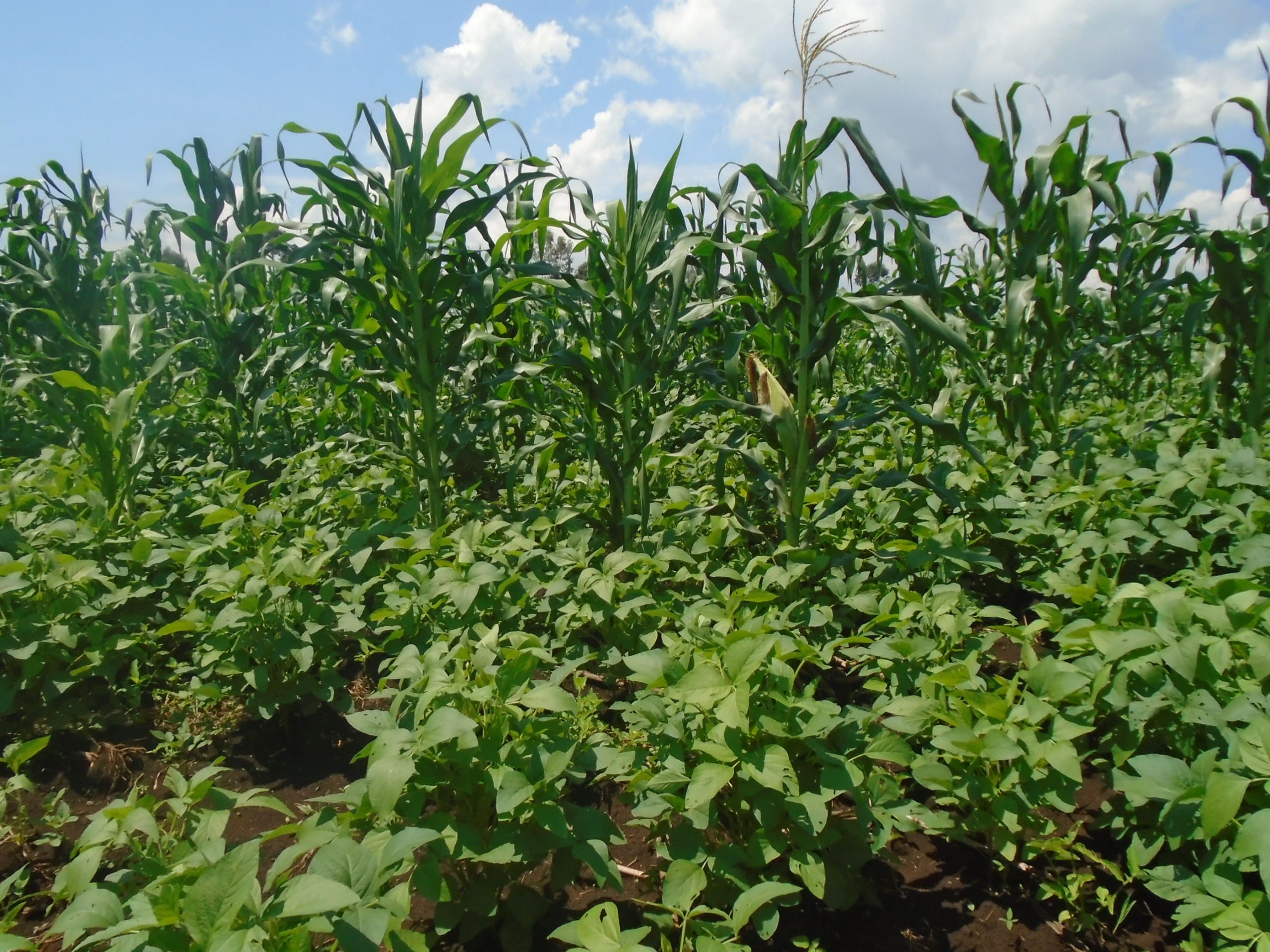 Maximizing Land Use Increasing Yields through Intercropping Beans and Maize